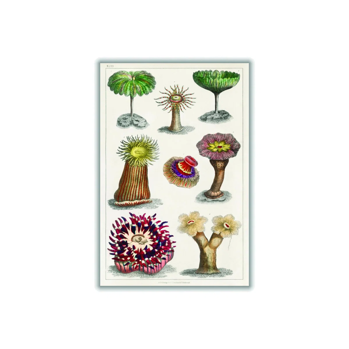 Actiniae Print A4 210 X 297Mm Stanley Print House – image 1