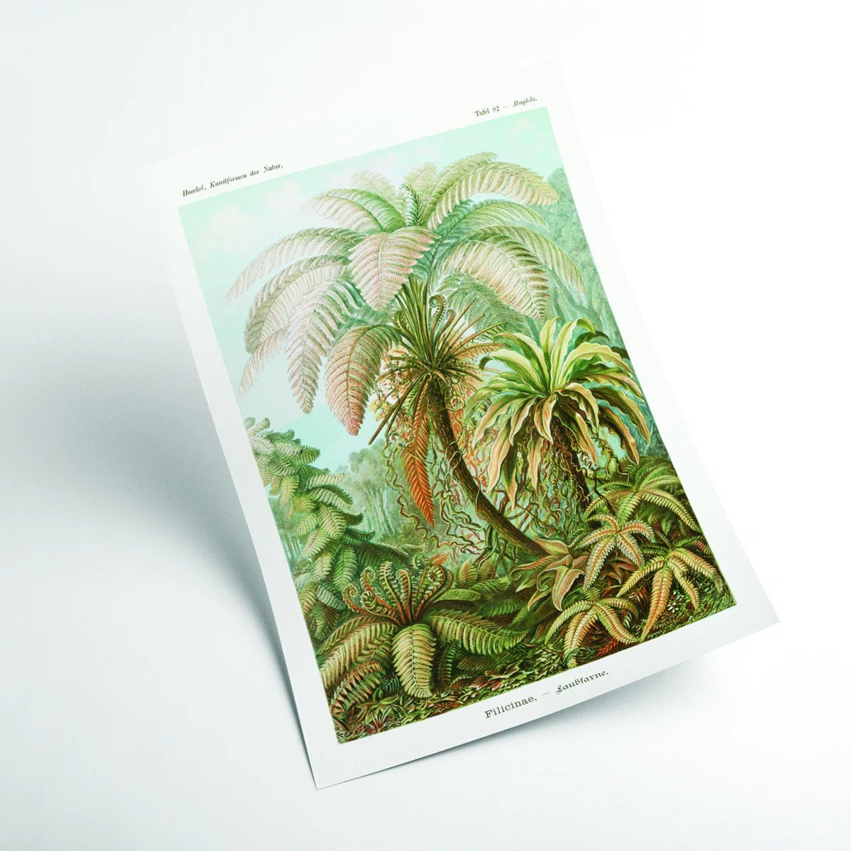 Green Filicinae-Laubfarne Ii By Ernst Haeckel A3 297 X 420Mm Stanley Print House – image 2