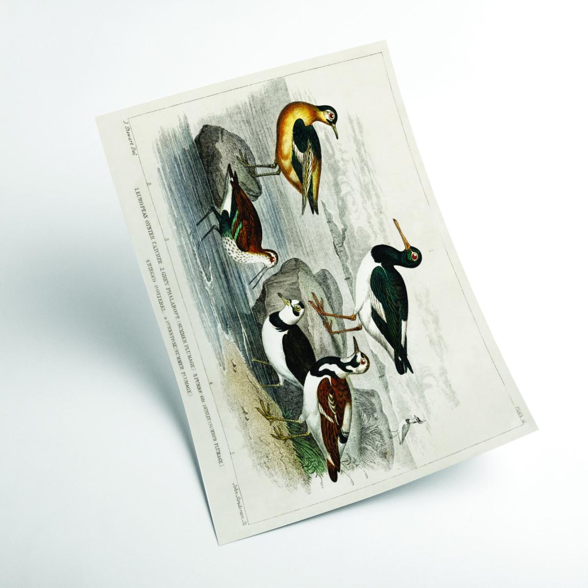 Various Types Of Birds Large Stanley Print House – image 2