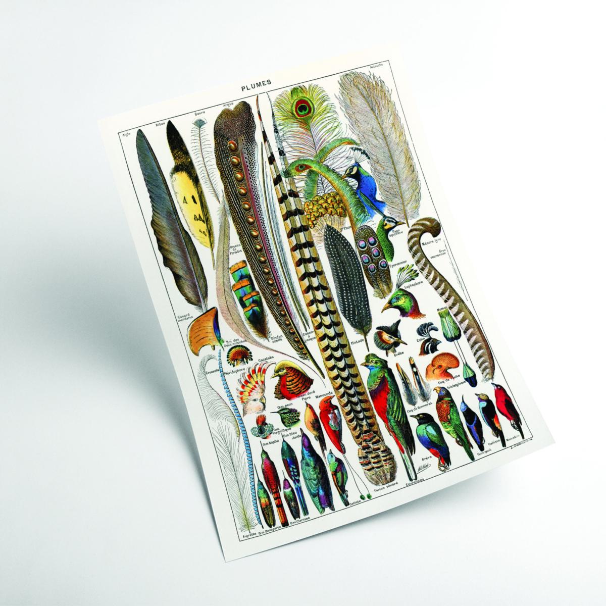 Feathers Extra Large Stanley Print House – image 2
