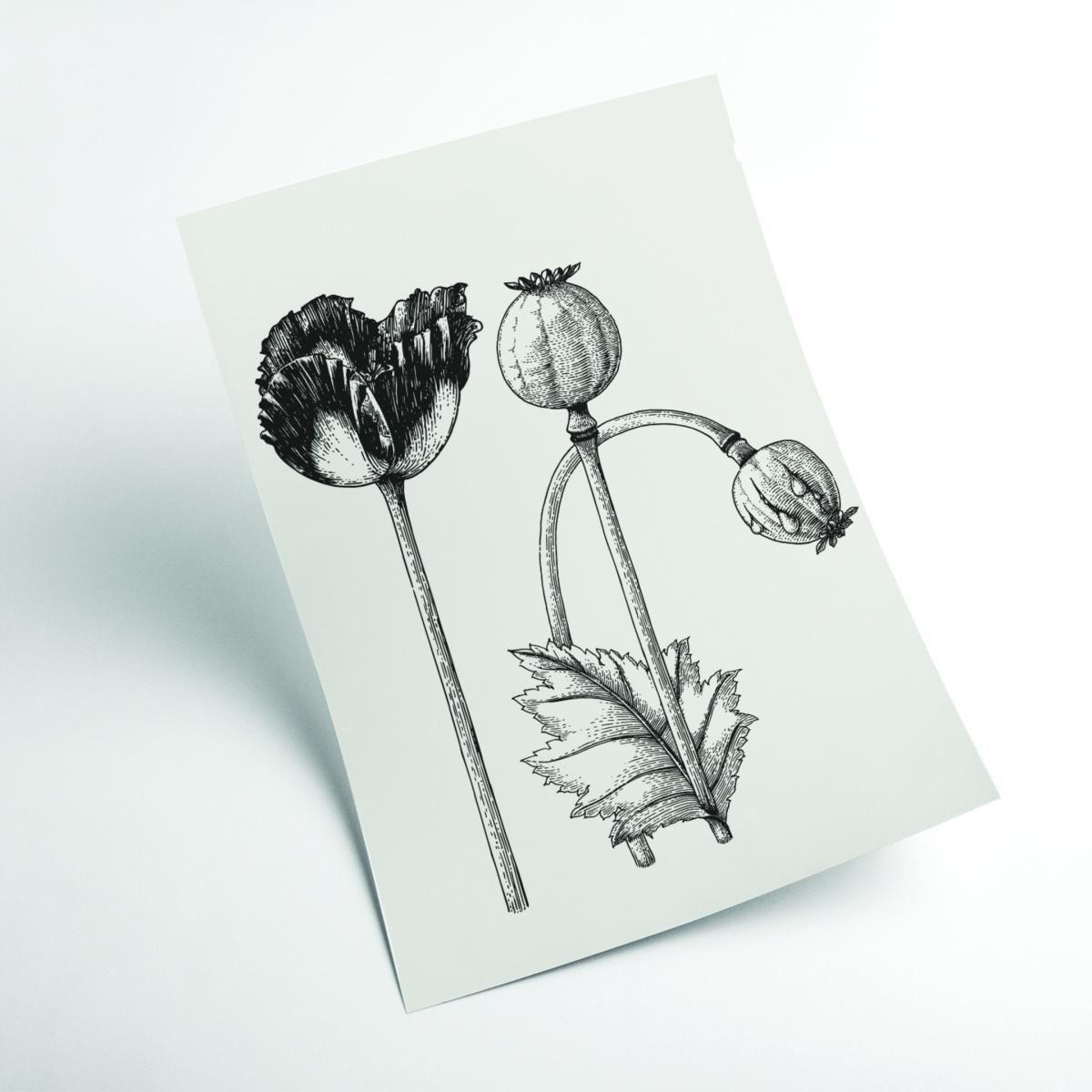 Neutrals Vintage Poppy Plant A3 297 X 420Mm Stanley Print House – image 2