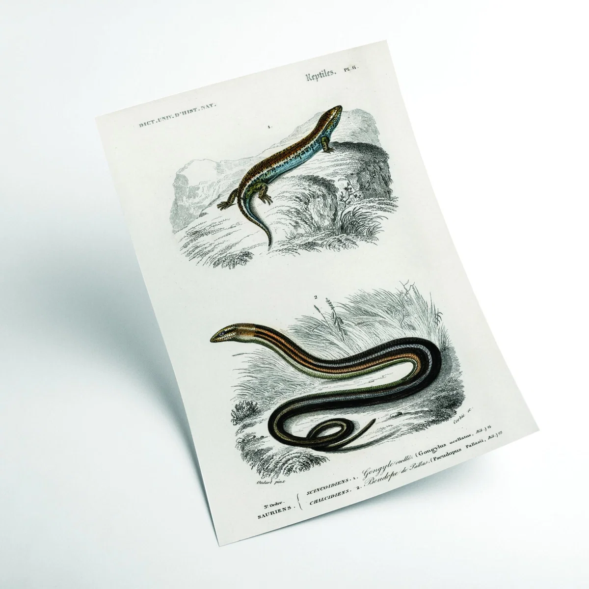 Grey Salamander & Snake Extra Small Stanley Print House – image 2