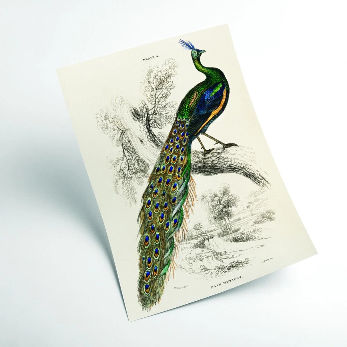 Animal Kingdom - The Peacock A4 210 X 297Mm Stanley Print House – image 2