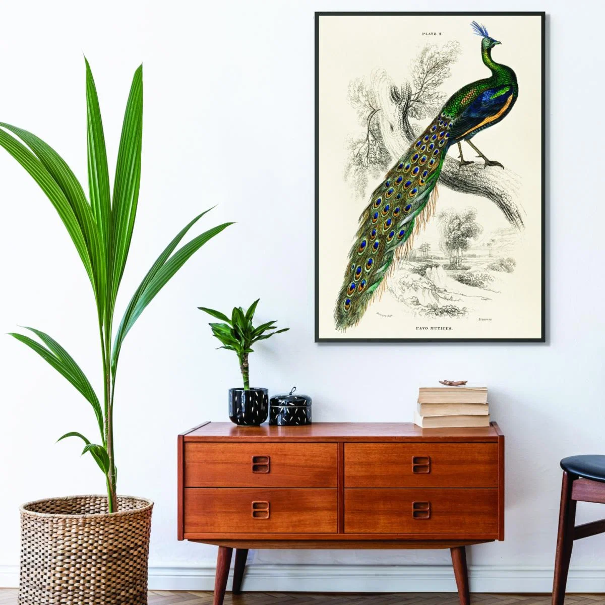 Animal Kingdom - The Peacock A4 210 X 297Mm Stanley Print House – image 3
