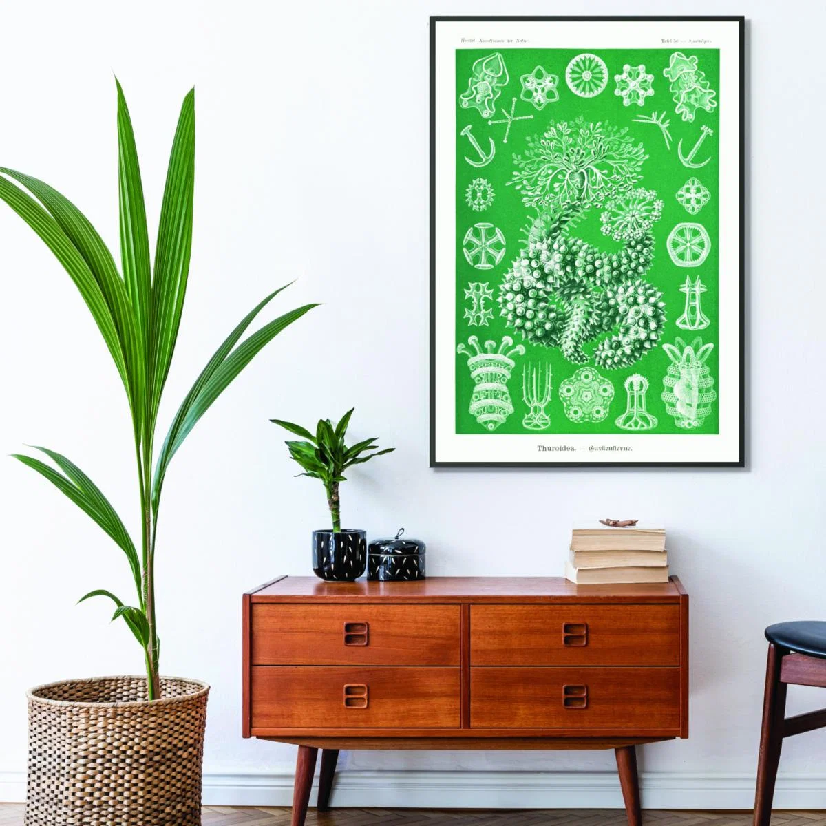 Green Thuroidea-Gurkensterne By Ernst Haeckel A1 594 X 841Mm Stanley Print House – image 3