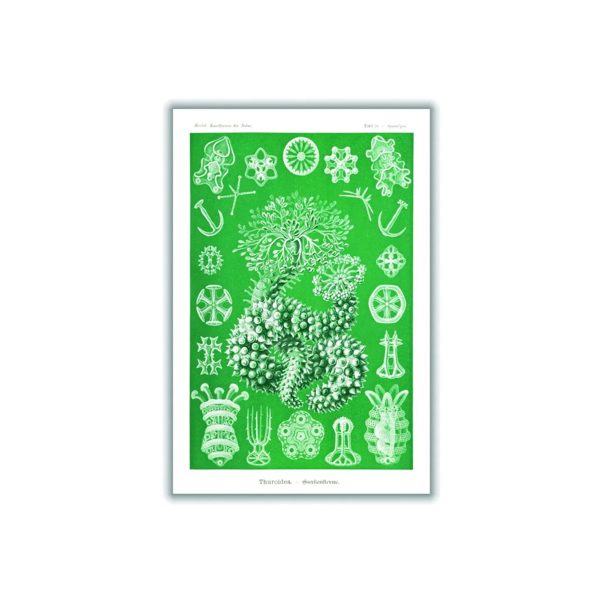 Green Thuroidea-Gurkensterne By Ernst Haeckel A1 594 X 841Mm Stanley Print House – image 1