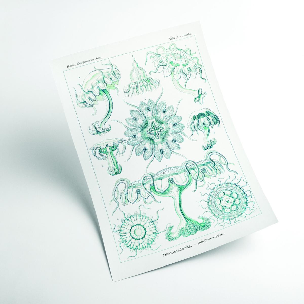 Blue Discomedusae-Scheibenquallen Iii By Ernst Haeckel Extra Small Stanley Print House – image 2