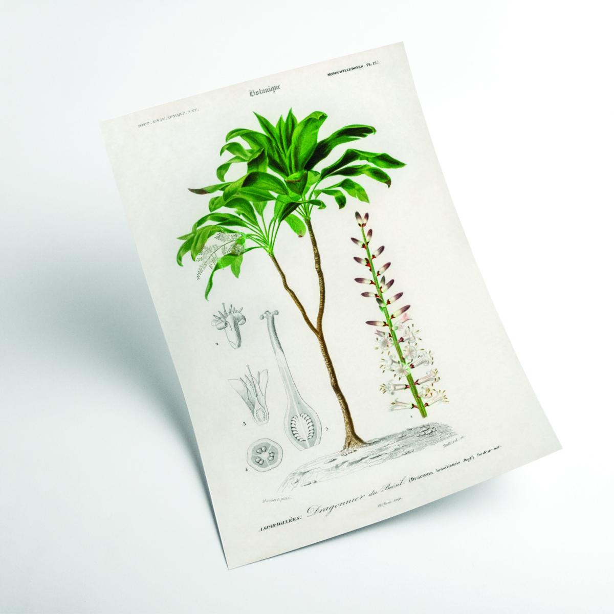 Green Dracaena Brasiliensis Print A3 297 X 420Mm Stanley Print House – image 2