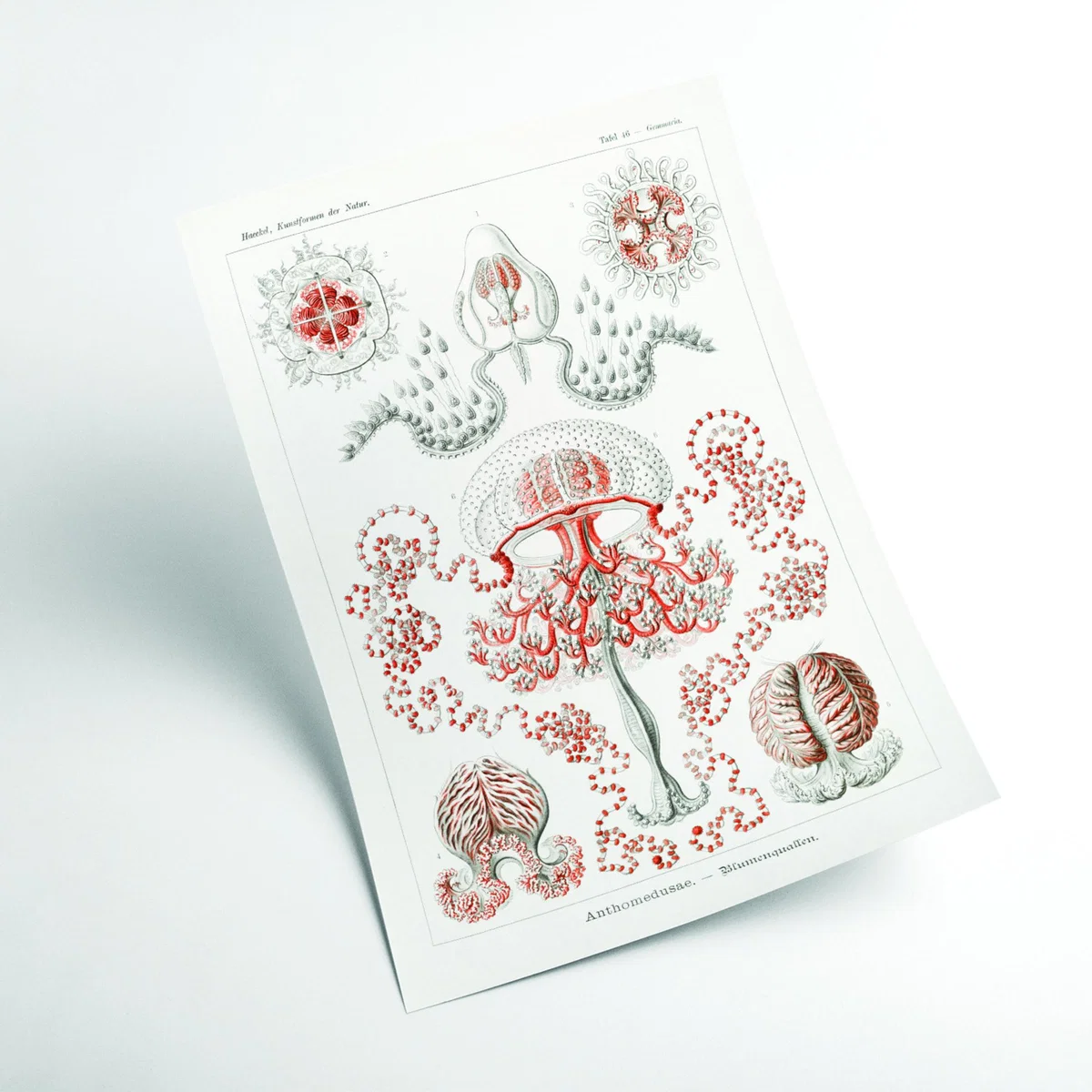 Rose Gold Anthomedusae-Blumenquallen By Ernst Haeckel Medium Stanley Print House – image 2