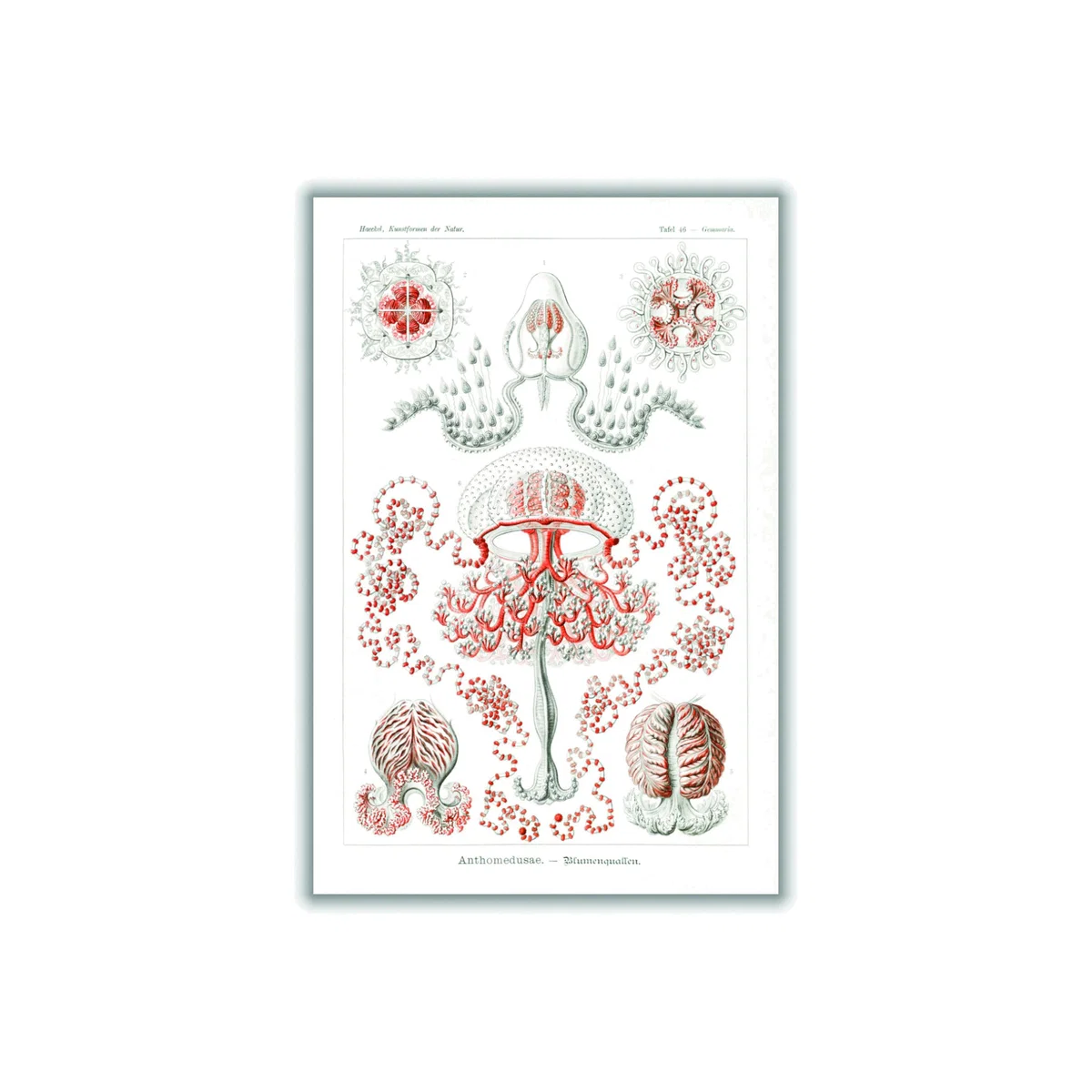 Rose Gold Anthomedusae-Blumenquallen By Ernst Haeckel Medium Stanley Print House – image 1