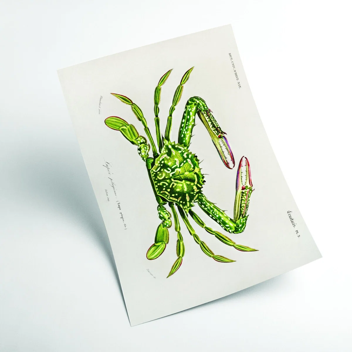 Green Portunus Extra Large Stanley Print House – image 2