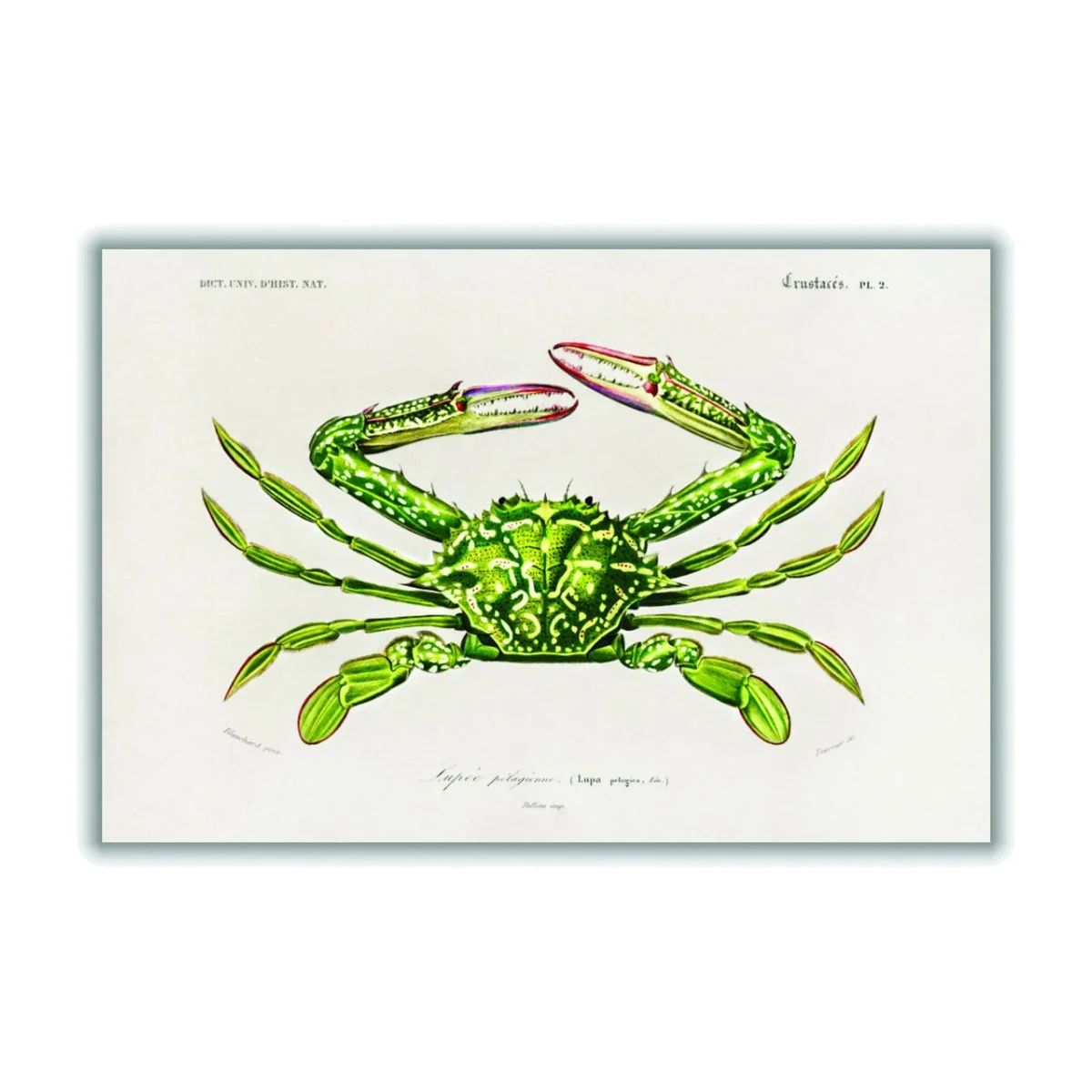 Green Portunus Extra Large Stanley Print House – image 1