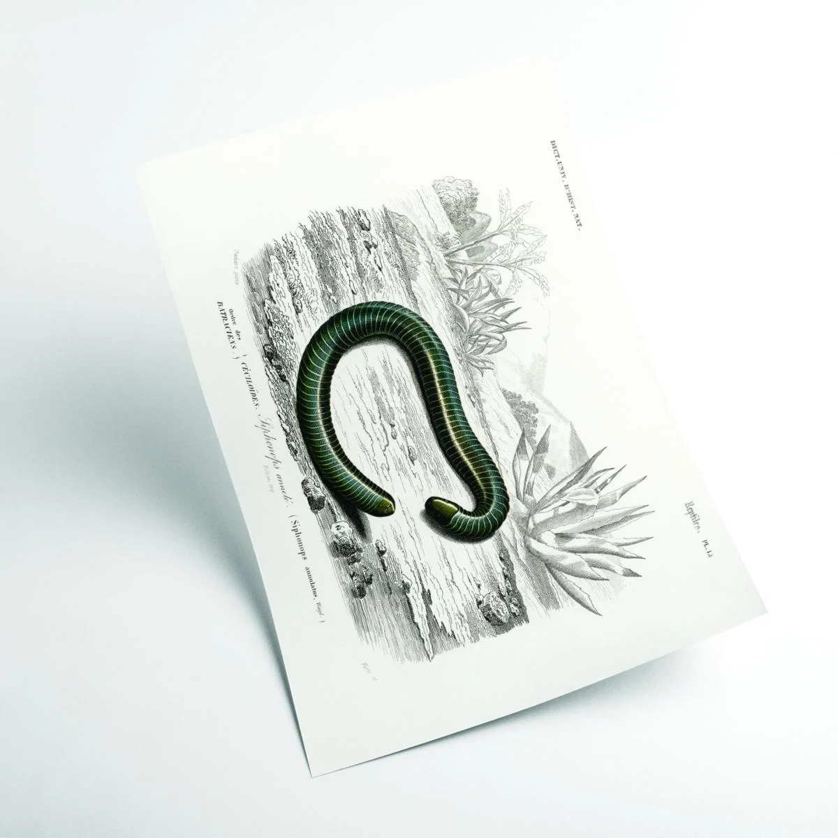 Black Ringed Caecilian A1 594 X 841Mm Stanley Print House – image 2