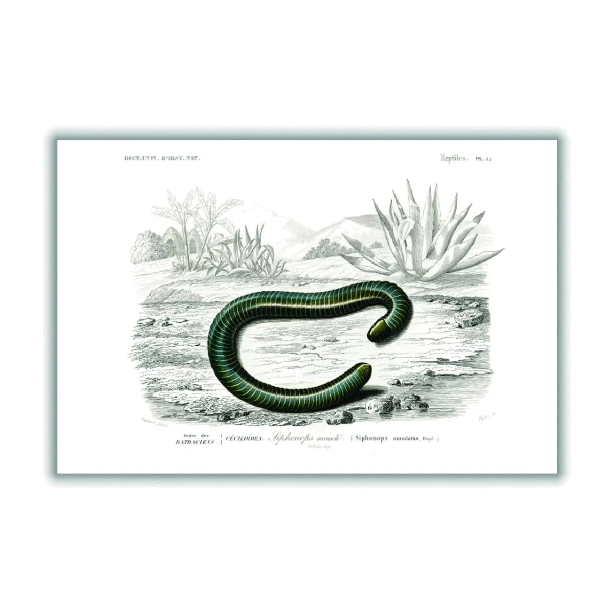 Black Ringed Caecilian A1 594 X 841Mm Stanley Print House – image 1