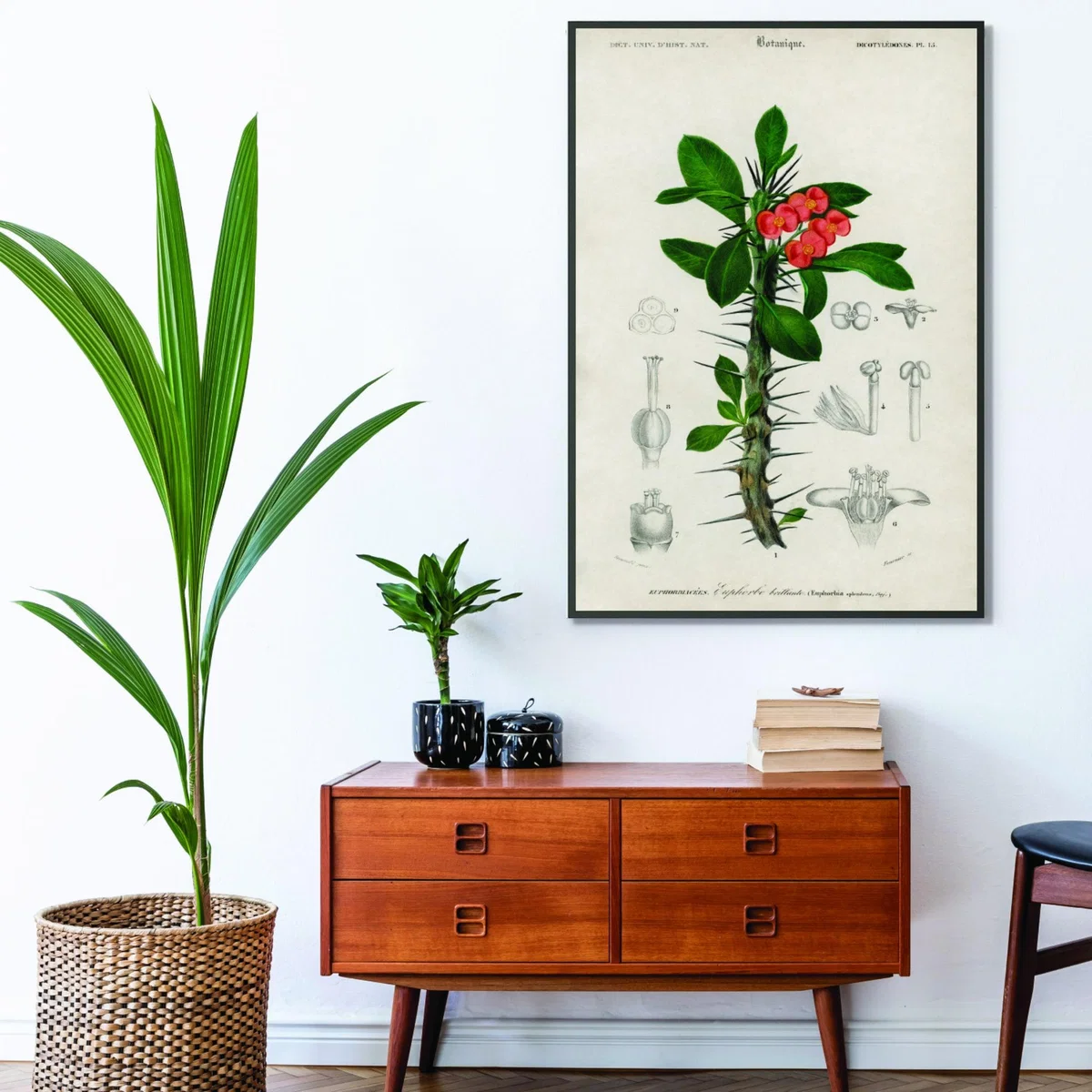 Euphorbia Splendens A4 210 X 297Mm Stanley Print House – image 3