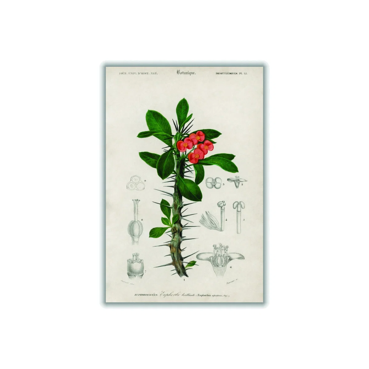Euphorbia Splendens A4 210 X 297Mm Stanley Print House – image 1