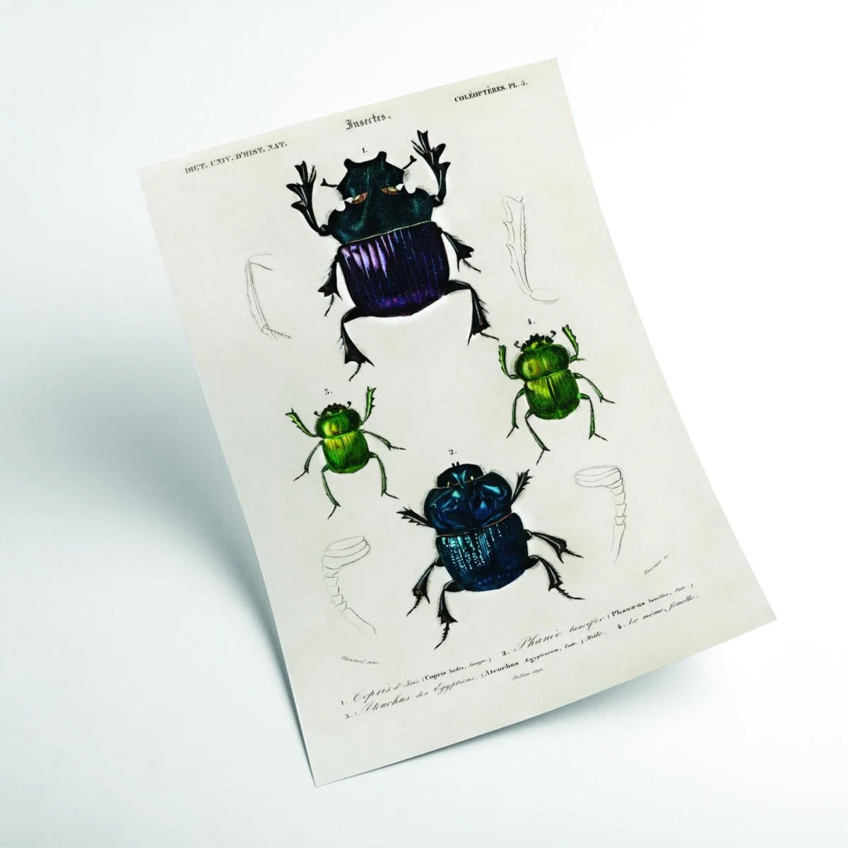 Vintage Insects A3 297 X 420Mm Stanley Print House – image 2
