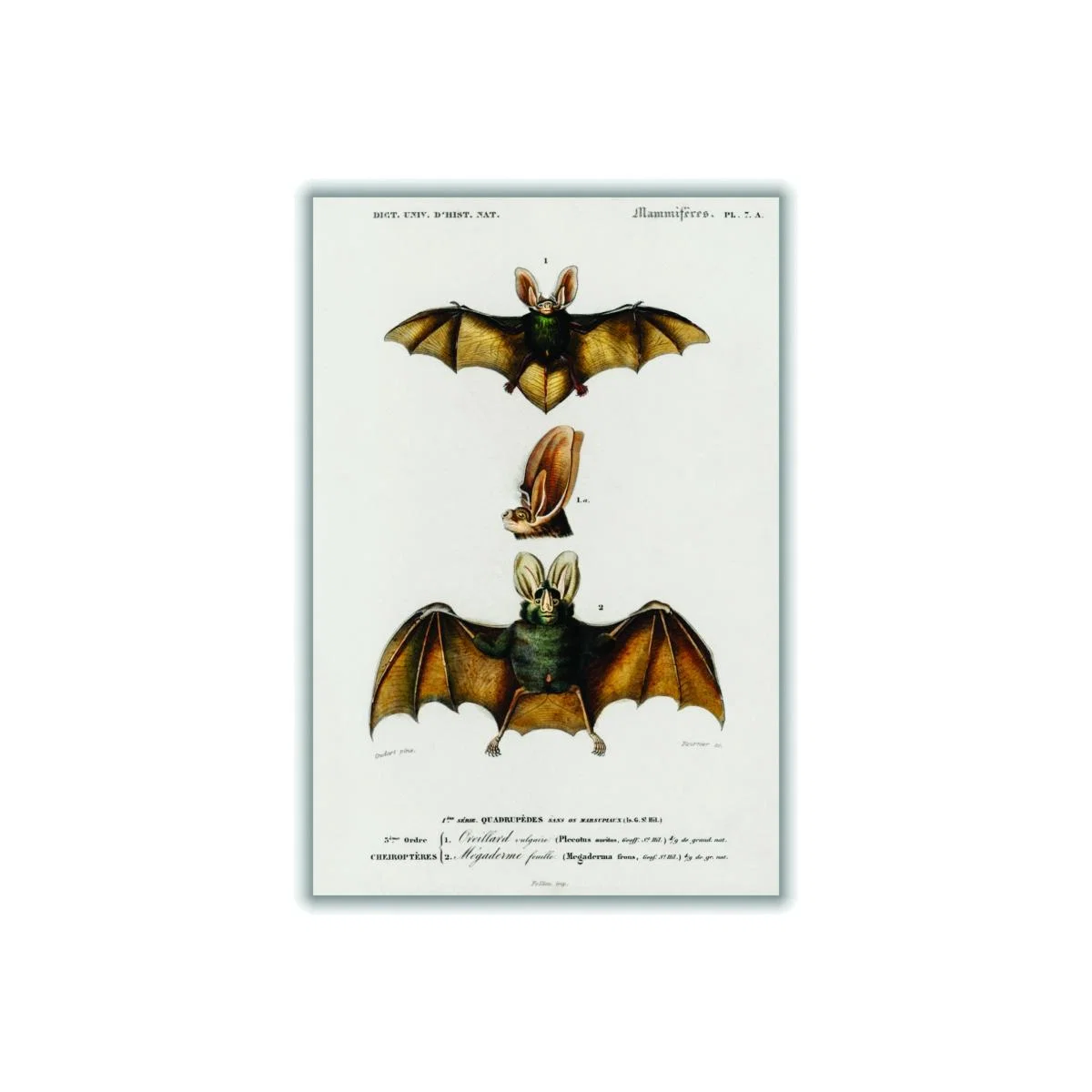 Gold Plecotus A1 594 X 841Mm Stanley Print House – image 1