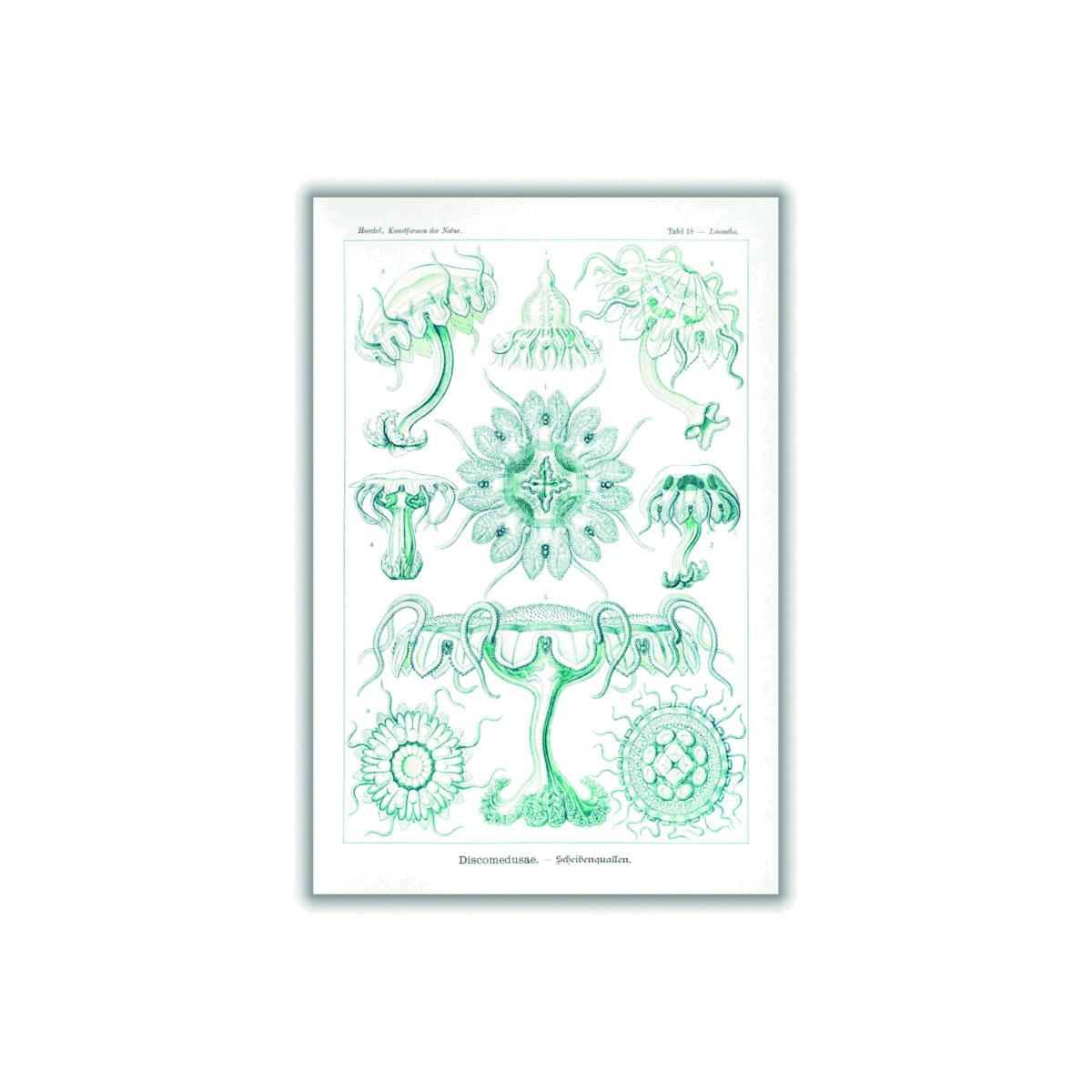 Blue Discomedusae-Scheibenquallen Iii By Ernst Haeckel A1 594 X 841Mm Stanley Print House – image 1