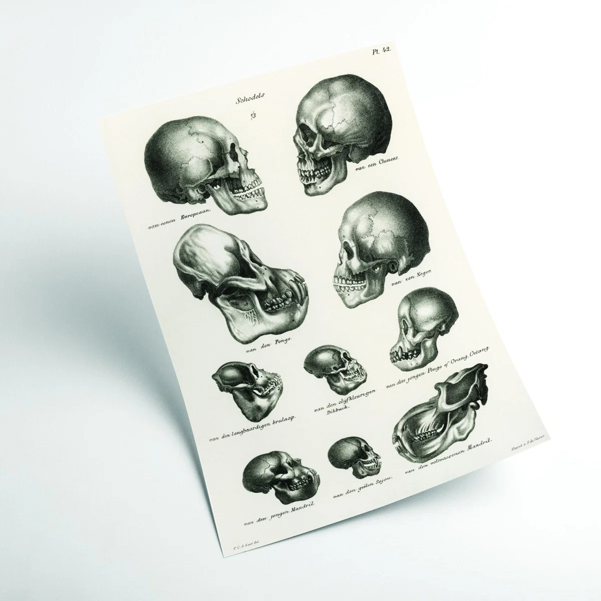 Neutrals Skulls A1 594 X 841Mm Stanley Print House – image 2