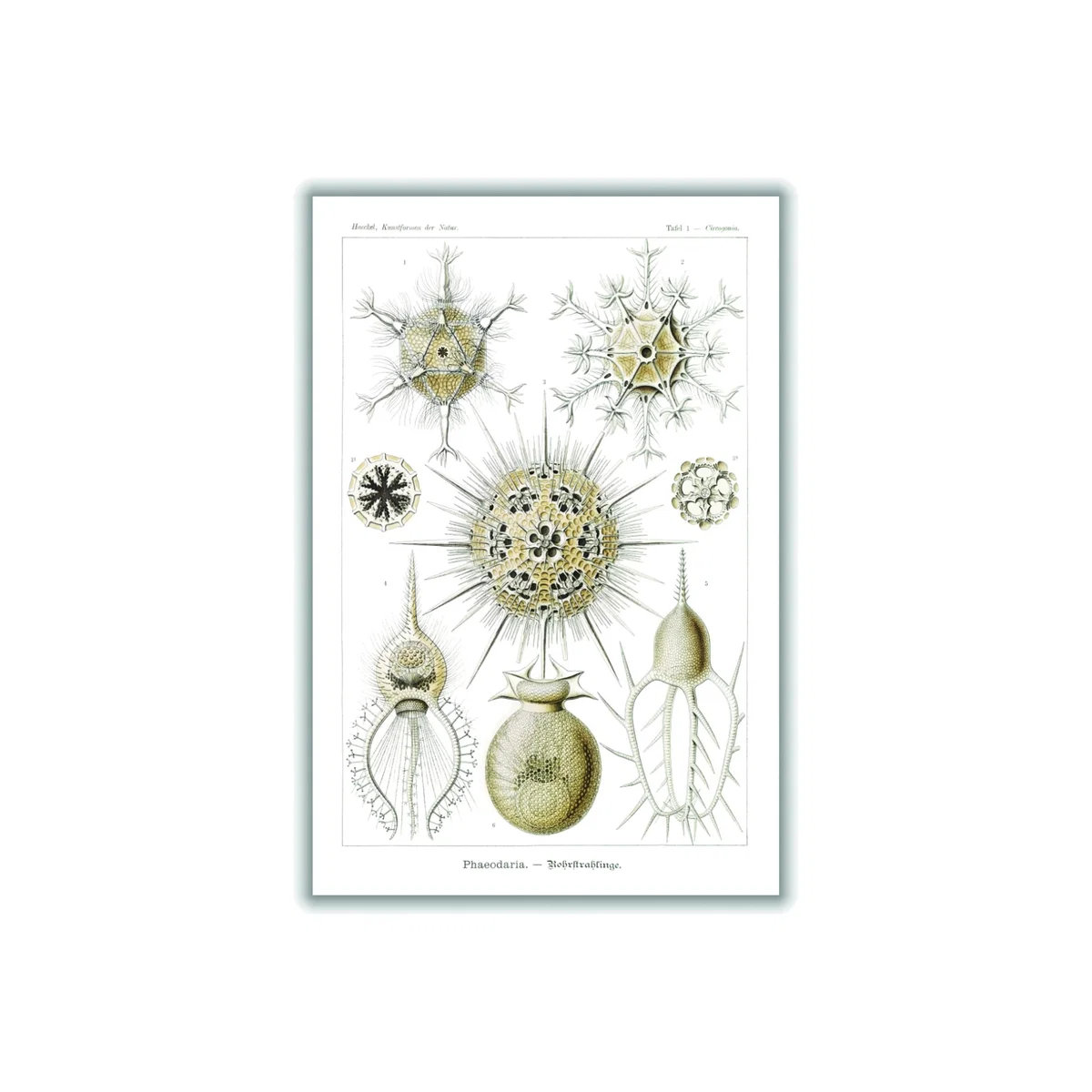 Neutrals Phaeodaria-Rohrstrahlinge Ii By Ernst Haeckel A3 297 X 420Mm Stanley Print House – image 1
