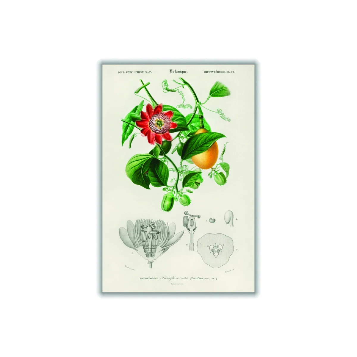 Green Passiflore Ailee A3 297 X 420Mm Stanley Print House – image 1