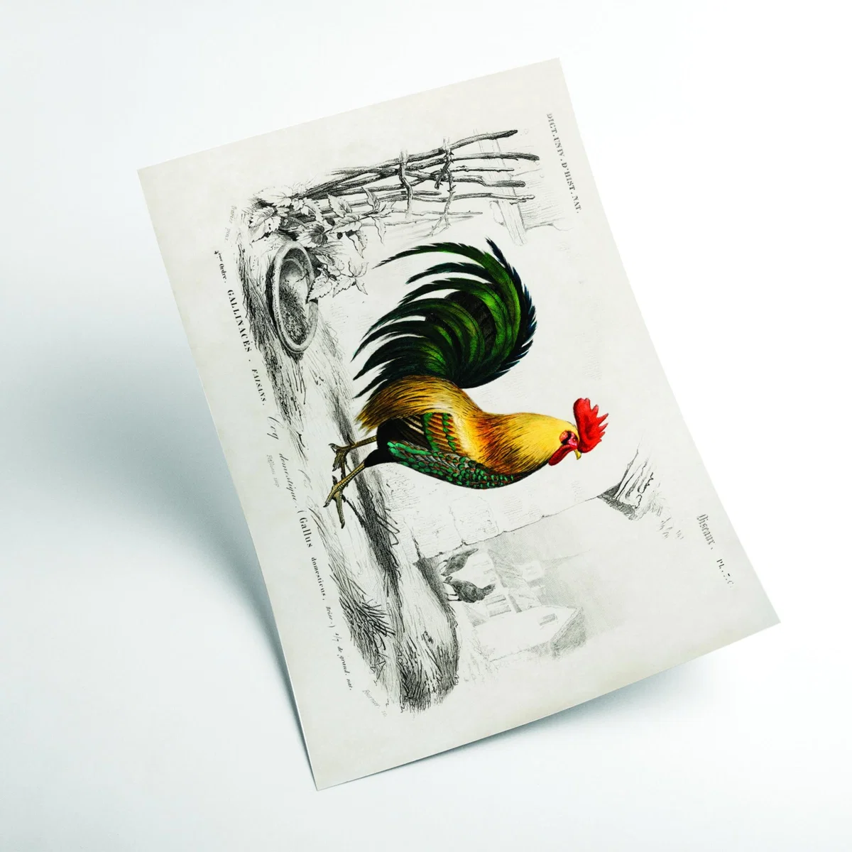 Yellow / Orange Cock Medium Stanley Print House – image 2