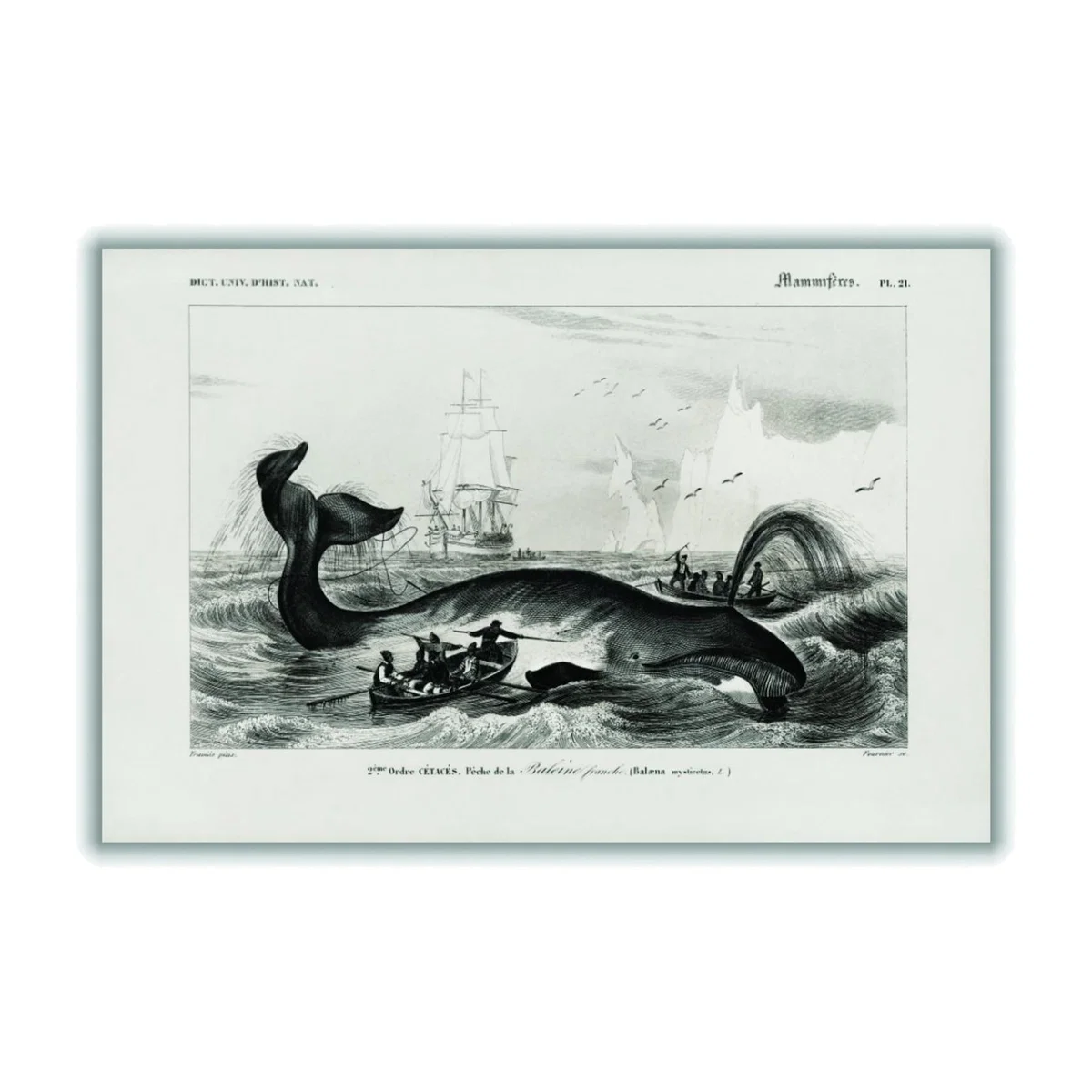 Black Bowhead Whale Medium Stanley Print House – image 1