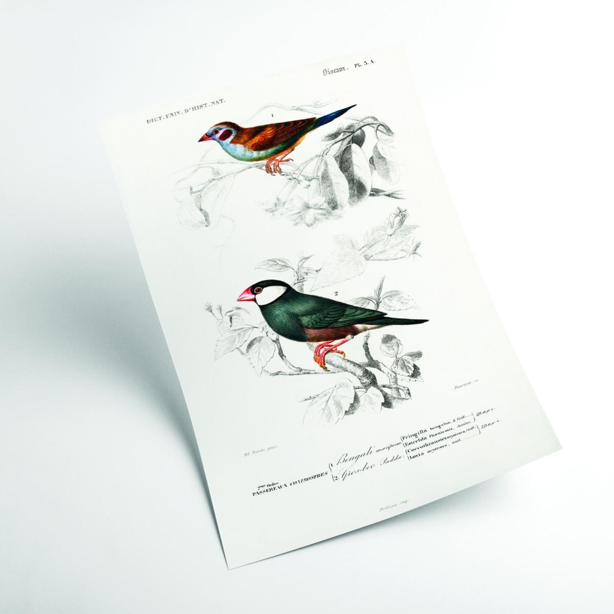 Red-Cheeked Cordonbleuand Java Sparrow A4 210 X 297Mm Stanley Print House – image 2