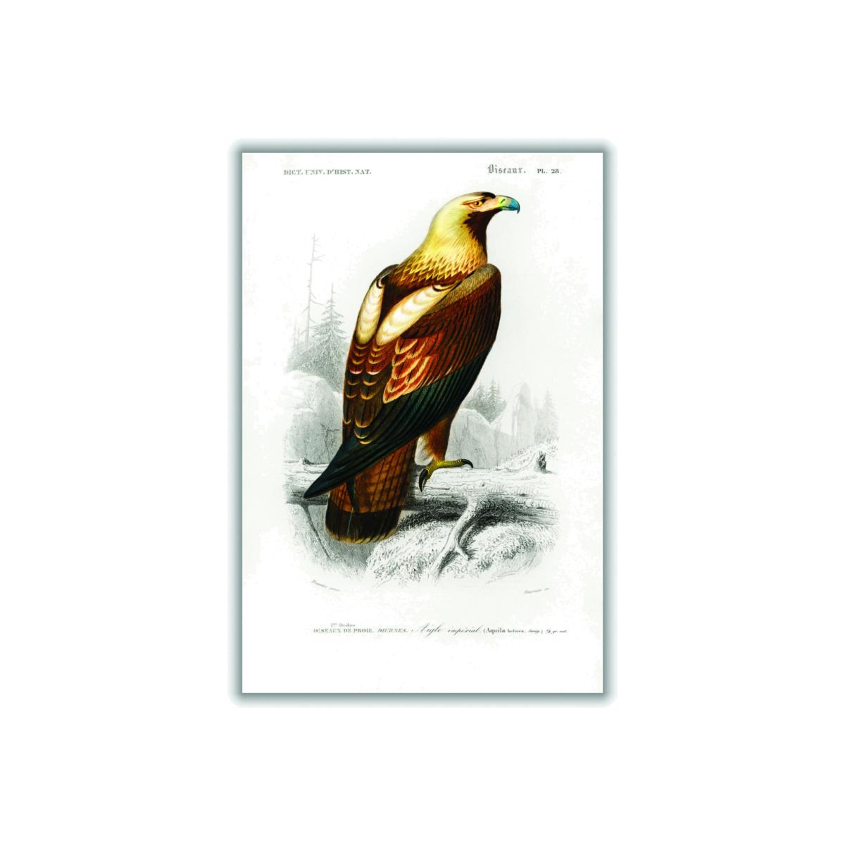 Brown Eastern Imperial Eagle Print Extra Small Stanley Print House – image 1