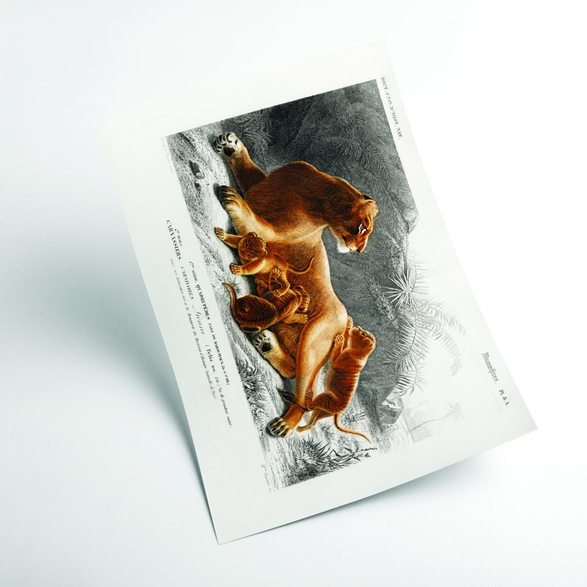 Fails Leo Xxs Stanley Print House – image 2