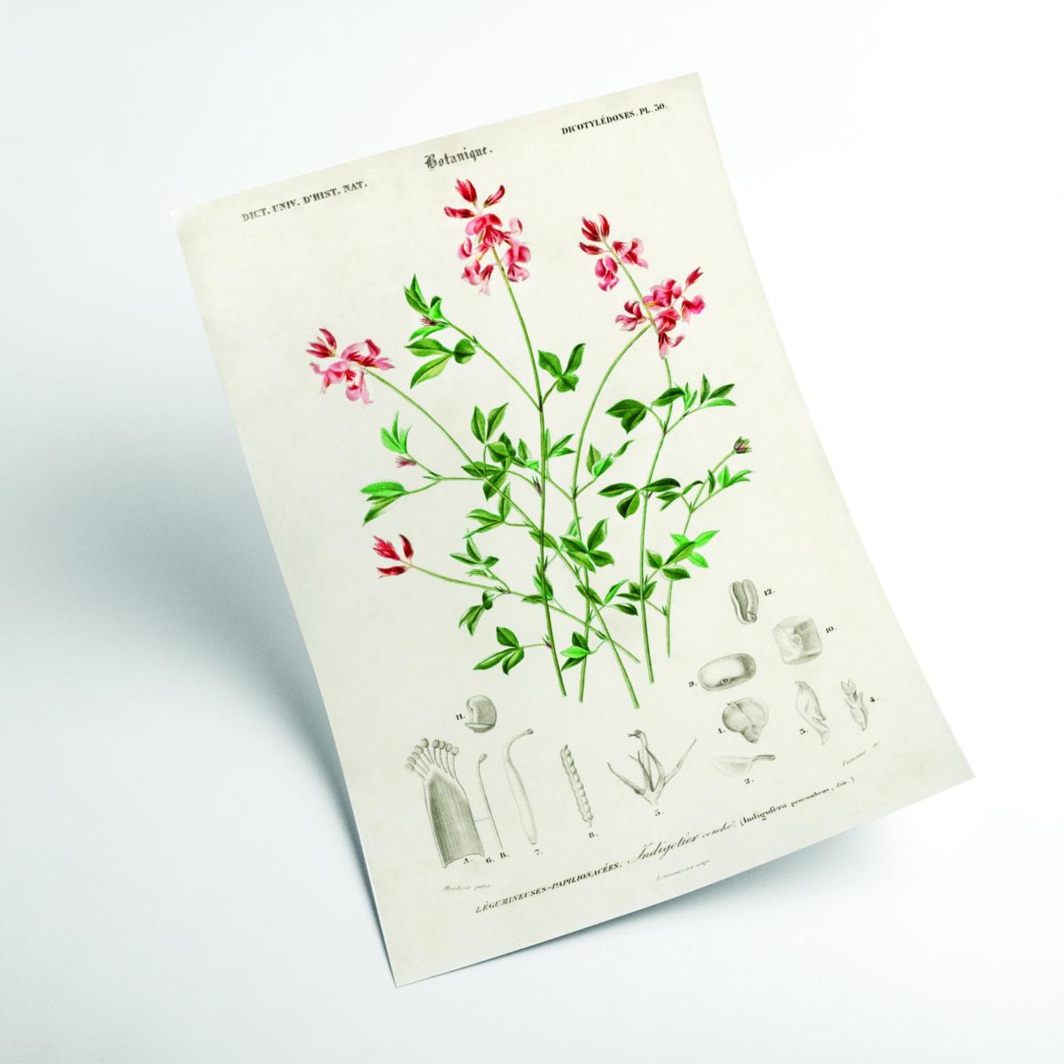 Indigofera Procumbens Print A1 594 X 841Mm Stanley Print House – image 2