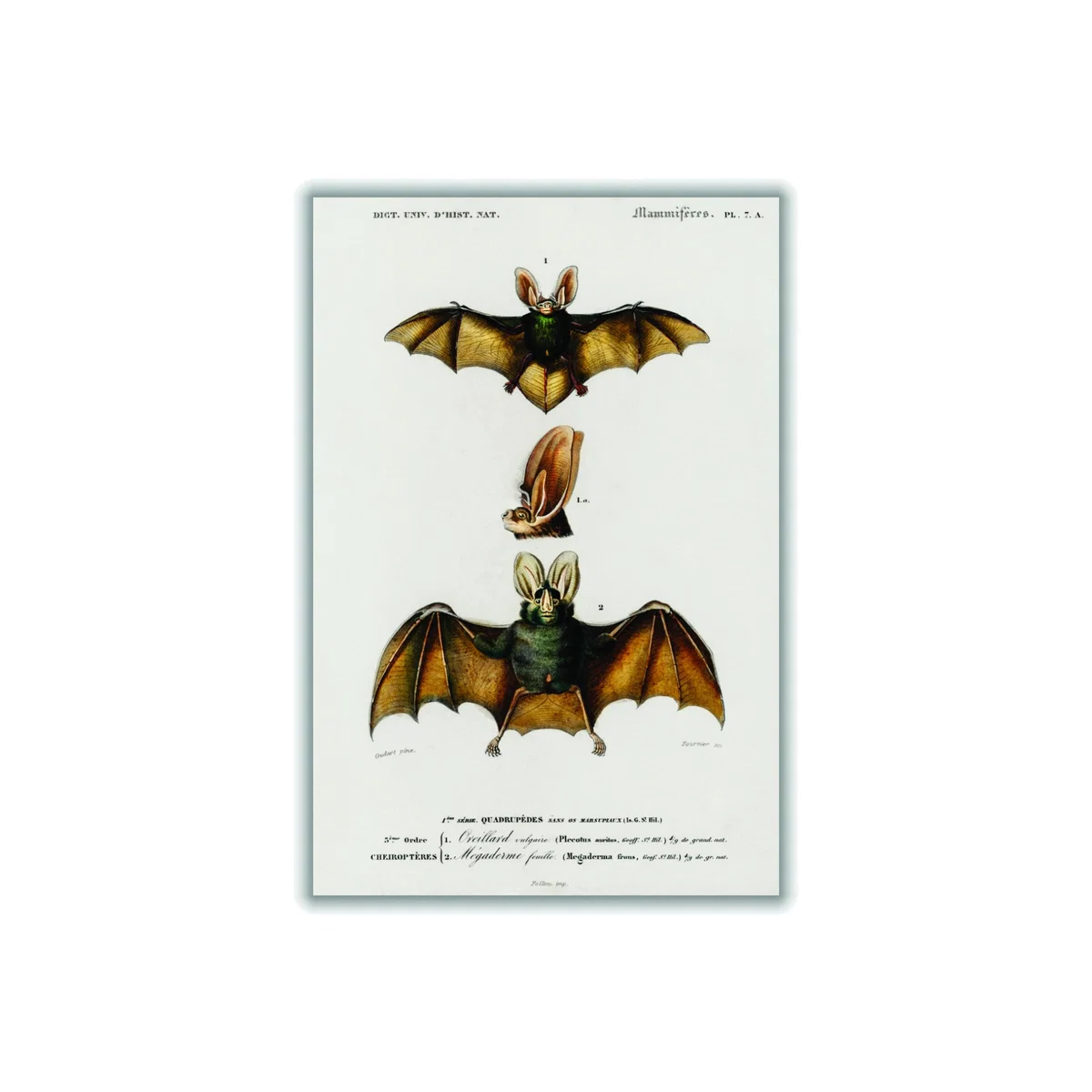 Gold Plecotus Small Stanley Print House – image 1
