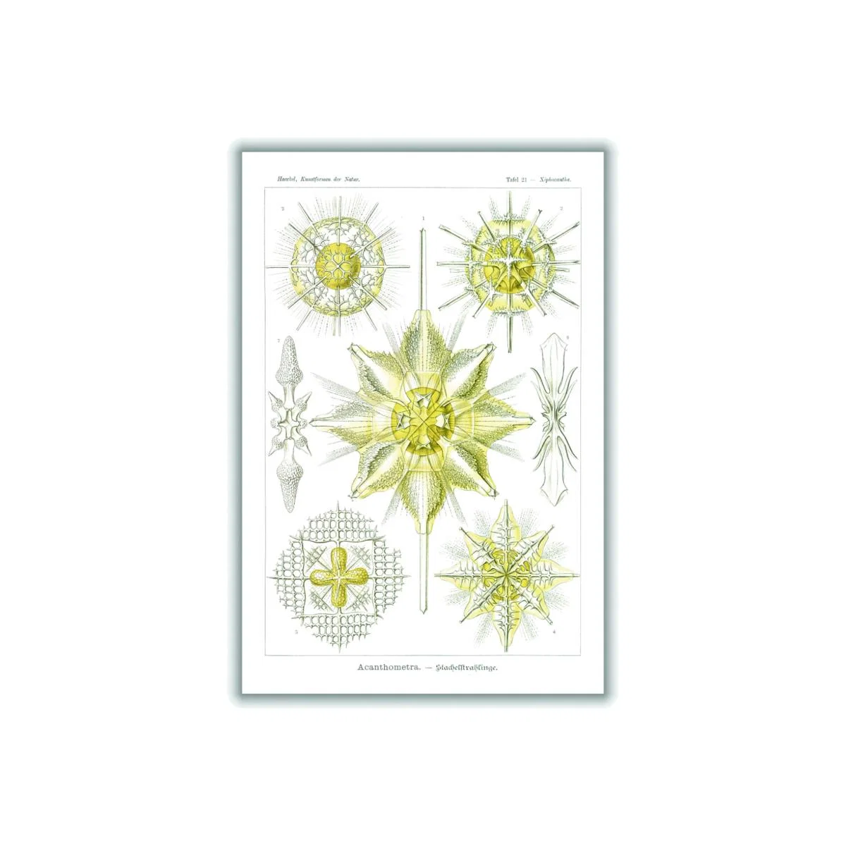 Yellow / Orange Acanthometra-Stachelstrahlinge By Ernst Haeckel Medium Stanley Print House – image 1