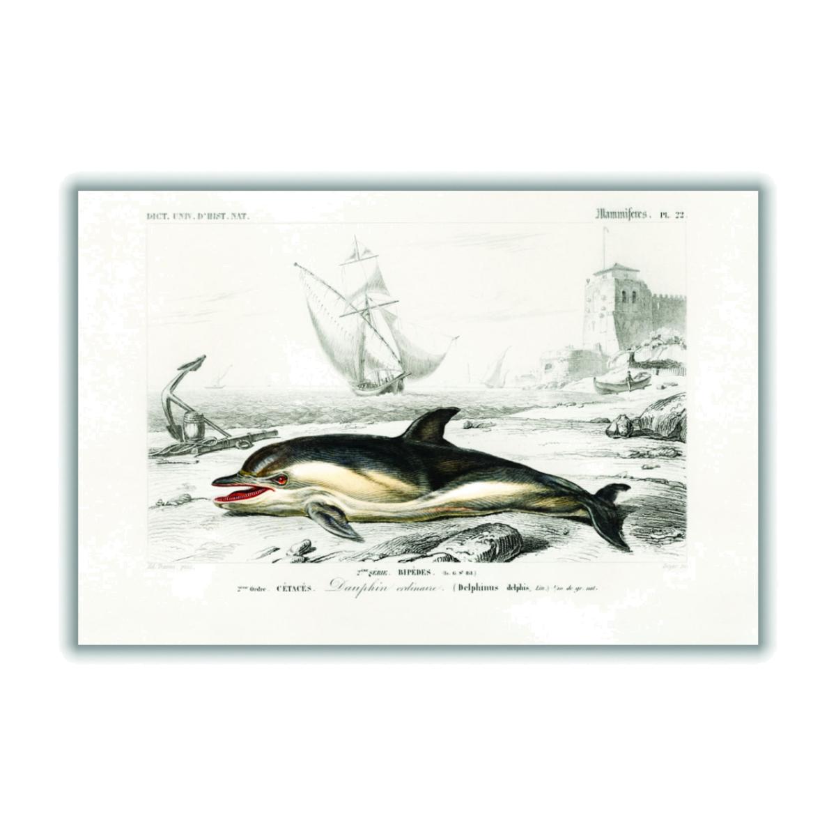Black Delphinus Delphis A3 297 X 420Mm Stanley Print House – image 1