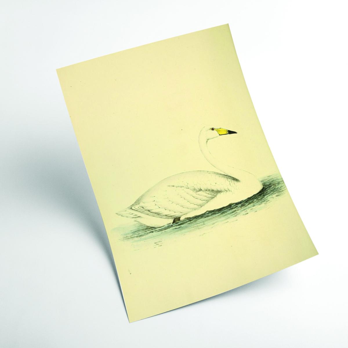 Yellow / Orange Vintage Swan Xxs Stanley Print House – image 2