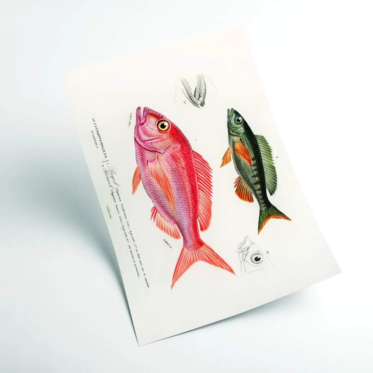 Different Types Of Fishes Iii Small Stanley Print House – image 2