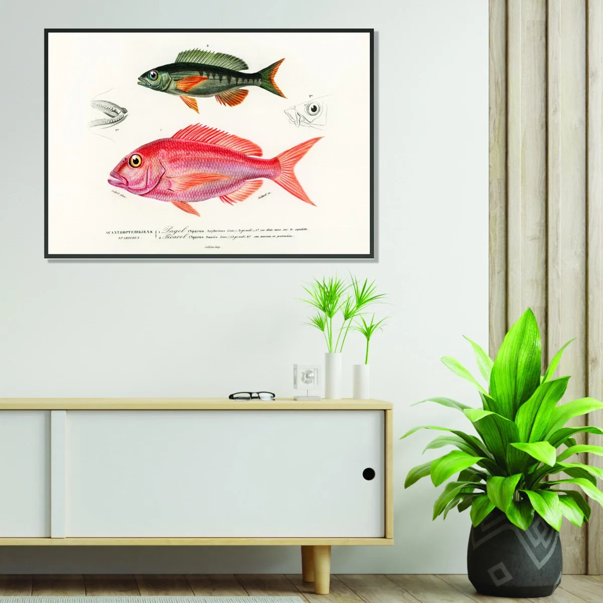 Different Types Of Fishes Iii Small Stanley Print House – image 3