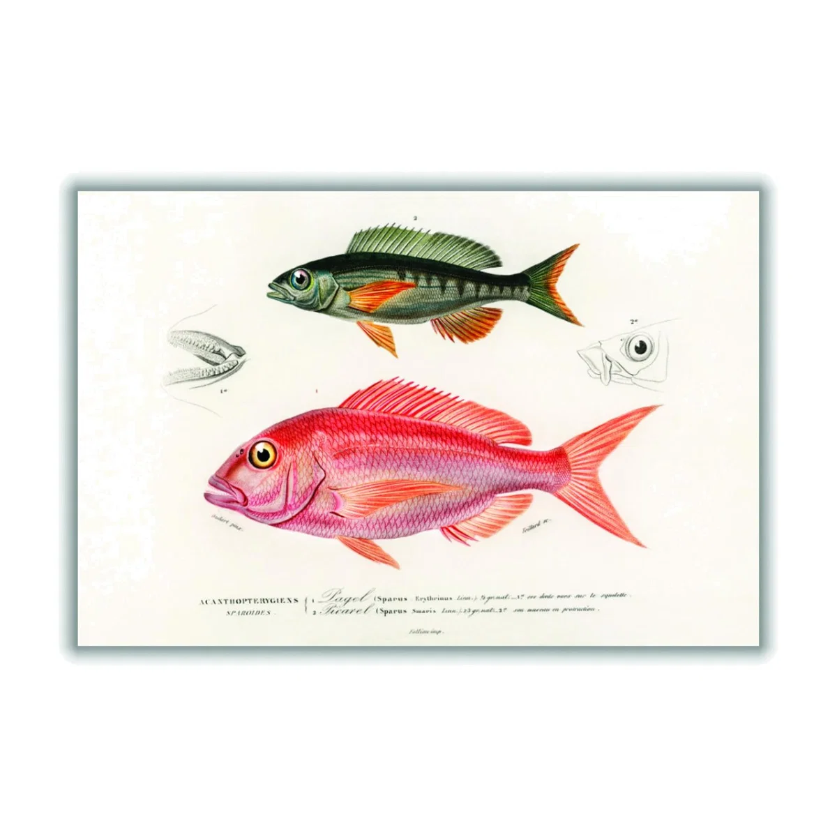 Different Types Of Fishes Iii Small Stanley Print House – image 1