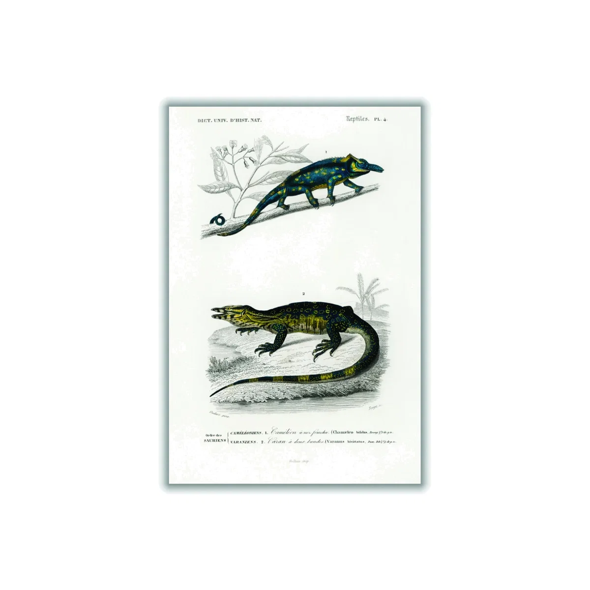 Blue Two-Horned Chameleon Xxs Stanley Print House – image 1