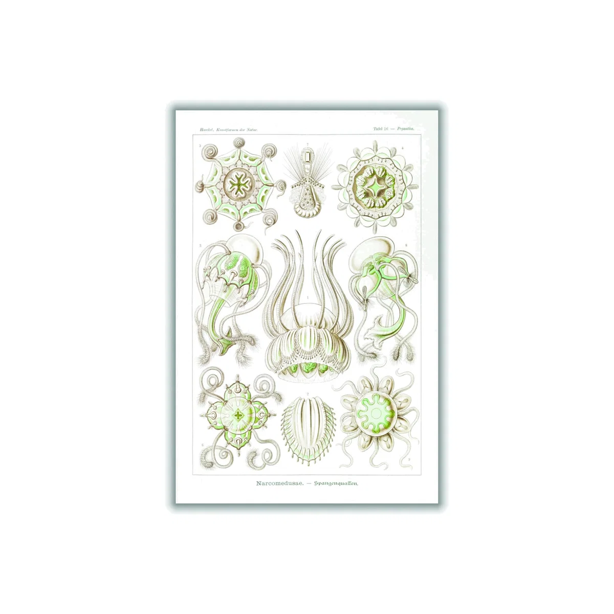 Neutrals Narcomedusae-Spangenquallen By Ernst Haeckel A1 594 X 841Mm Stanley Print House – image 1