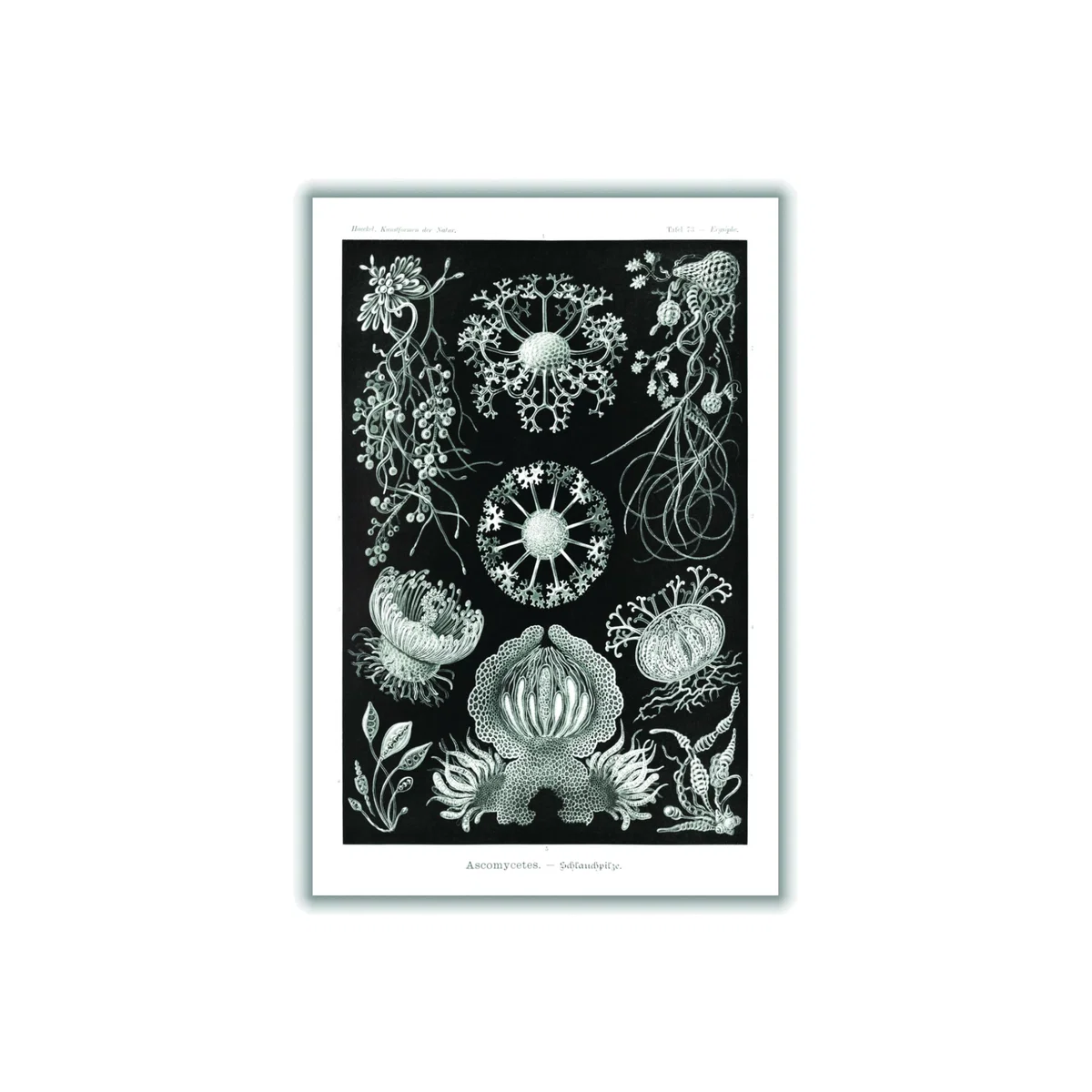Grey Ascomycetes-Schlauchpilze By Ernst Haeckel A4 210 X 297Mm Stanley Print House – image 1