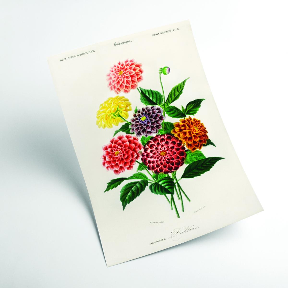 Dahlia A2 420 X 594Mm Stanley Print House – image 2