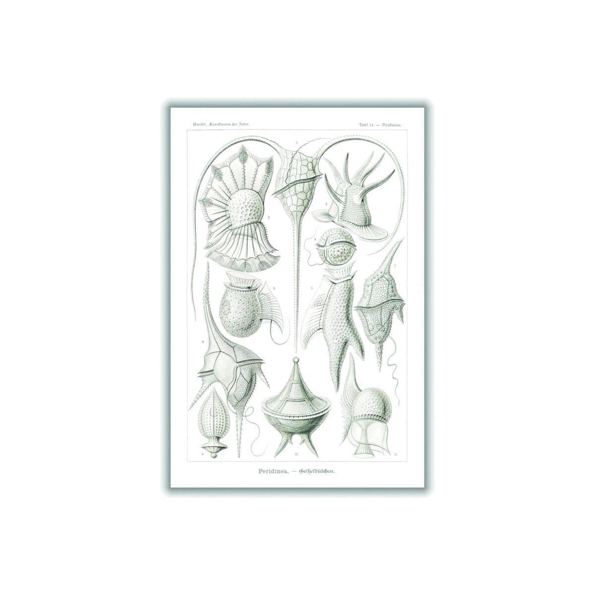 Grey Peridinea-Geikelhütchen By Ernst Haeckel A4 210 X 297Mm Stanley Print House – image 1