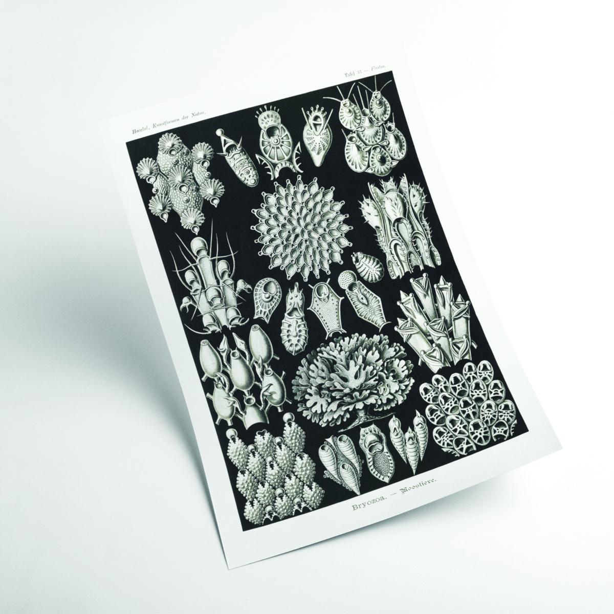 Grey Bryozoa-Woostiere By Ernst Haeckel A2 420 X 594Mm Stanley Print House – image 2