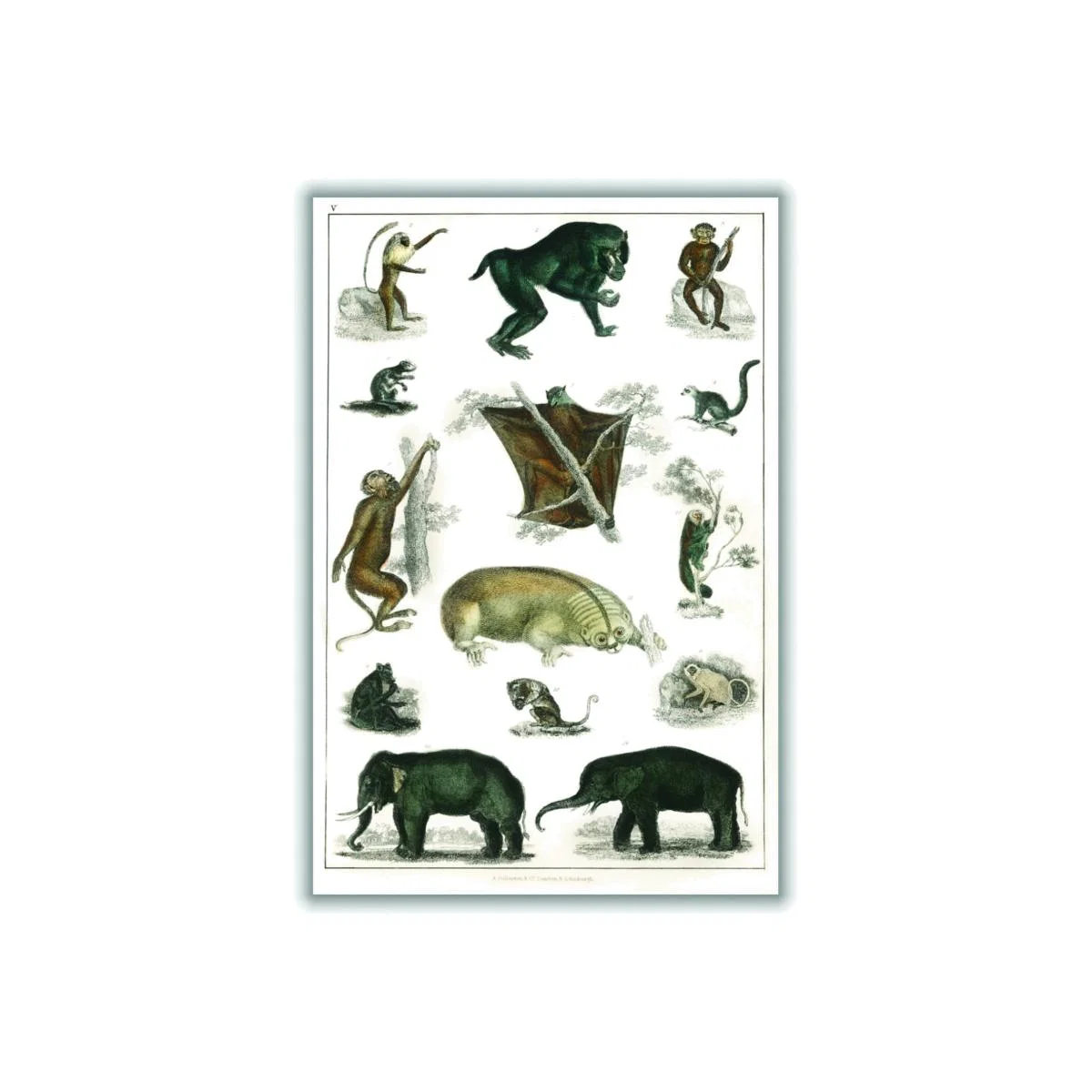 Grey Collection Of Wild Animals Print Xxs Stanley Print House – image 1