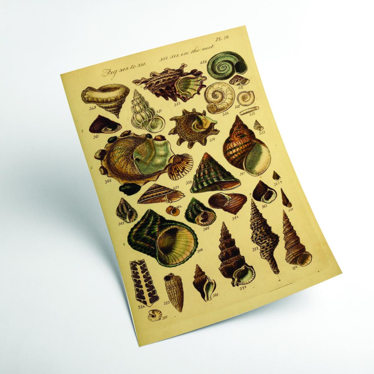 Gold Vintage Shells Xxs Stanley Print House – image 2