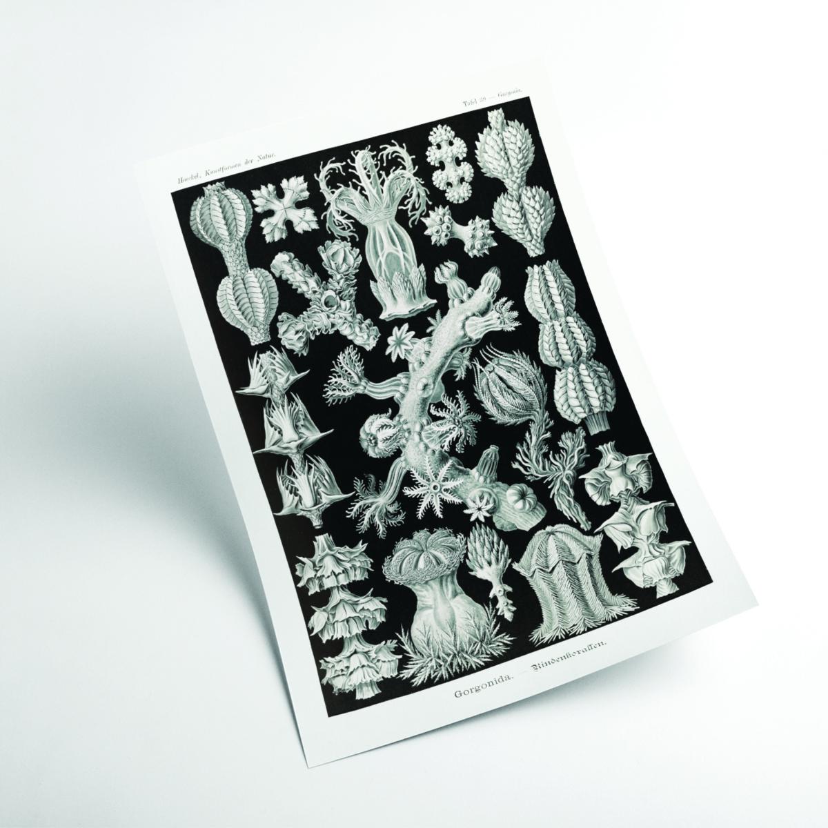Grey Gorgonida-Rindenkorallen By Ernst Haeckel Extra Large Stanley Print House – image 2