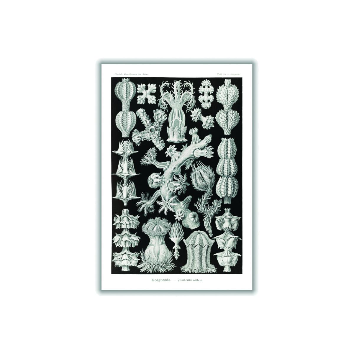 Grey Gorgonida-Rindenkorallen By Ernst Haeckel Extra Large Stanley Print House – image 1