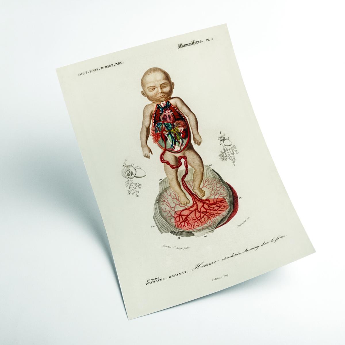Neutrals Circulation Of The Blood In A Fetus Print Small Stanley Print House – image 2